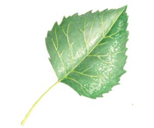 Betula_pendula_leaf