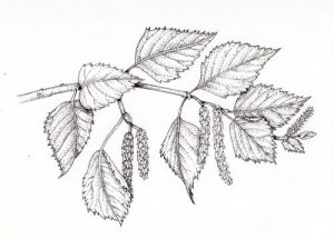 Betula_pendula_leaf