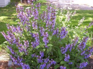 Salvia officinalis2